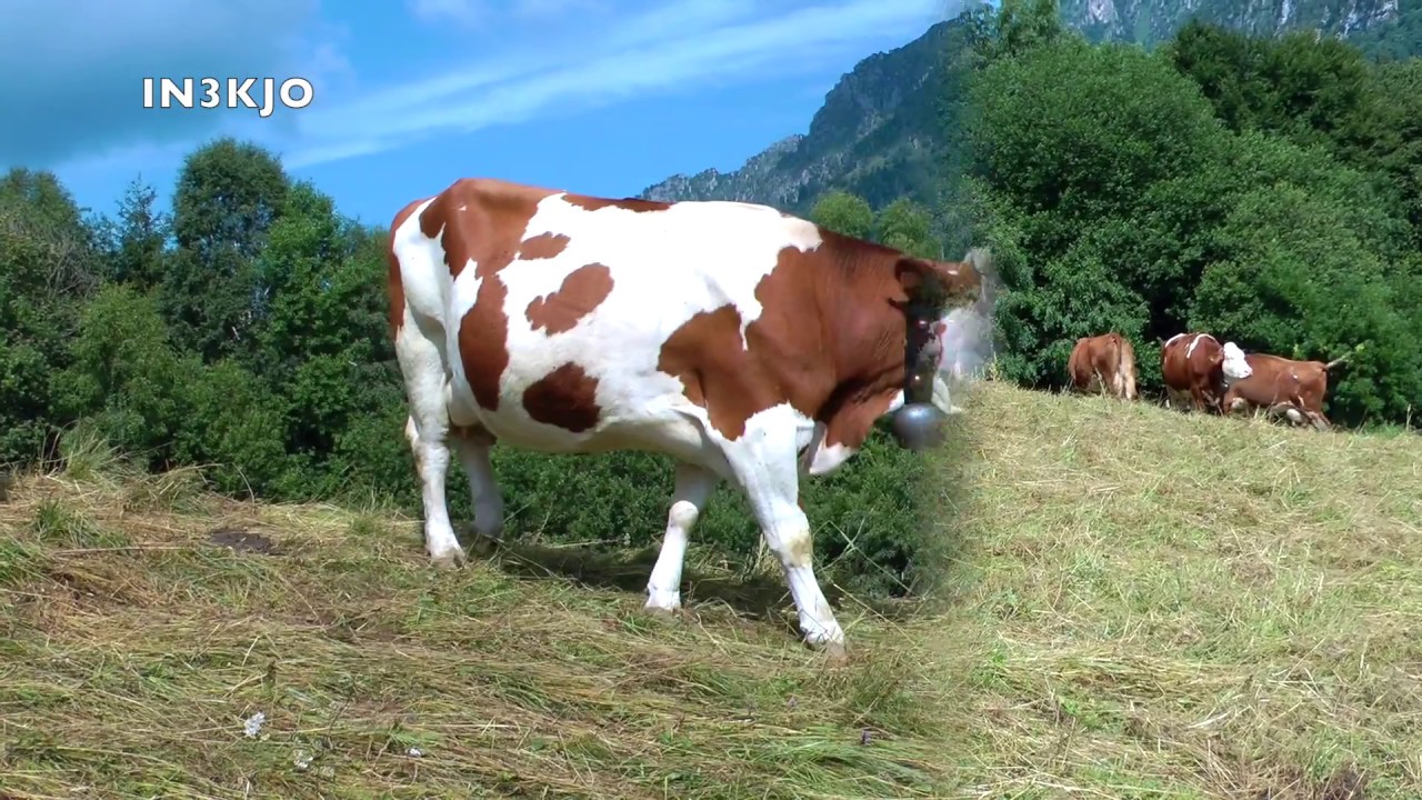 DENAI VALVESTINO MAGASA IL LUOGO DI PRODUZIONE DEL FORMAGGIO TOMBEA