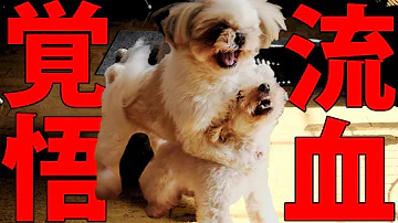 喧嘩 犬
