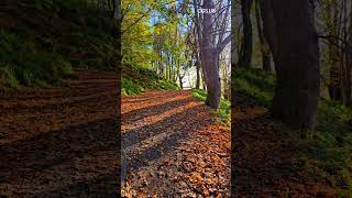 #youtubeshorts #travel #nature #autumn #shortvideo #scotland #