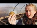 Planting Potatoes In Freezing Weather...Hotbeds Amaze Me