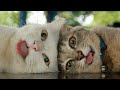 Funny cats, dogs and other animals || Video cuts with cute moments #3