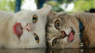 Funny cats, dogs and other animals || Video cuts with cute moments #3