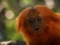Tamarind Behavior and Conservation