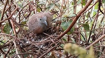 Zebra dove birds Feed the baby in the nest. Ep20 [ Review Bird Nest ]