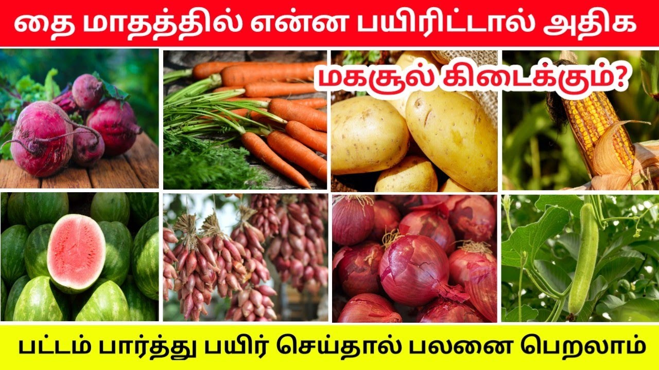 தை பட்டம் என்ன பயிரிடலாம்? | பட்டங்களும் பயிர்களும் | thai pattam vivsayam | விவசாயம் | organic crop