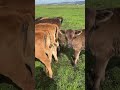 Feeding calves windy day