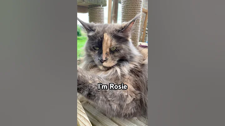 Video 8402071: pretty maine coon, mainecoon, cutecat, cat