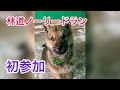 北海道犬のノーリードラン