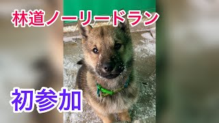 北海道犬のノーリードラン