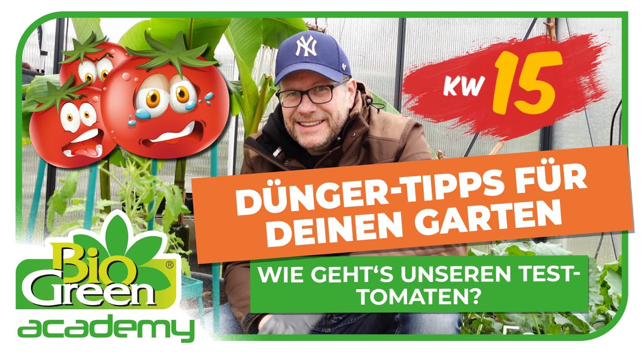 Tomaten-Experiment Update und Expertentipps zur Dngung fr gesunde Pflanzen