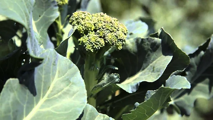 Harvesting Broccoli, Cauliflower & Cabbage - Marth...