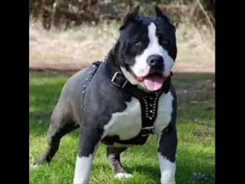 staffordshire terrier breeder