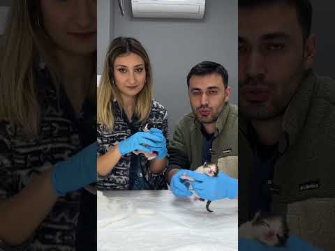 Video: New Cat Owner Guide: Kitten'in Bakımı İçin 9 Adım