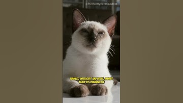 Unveiling the Personalities of Different Cat Breeds