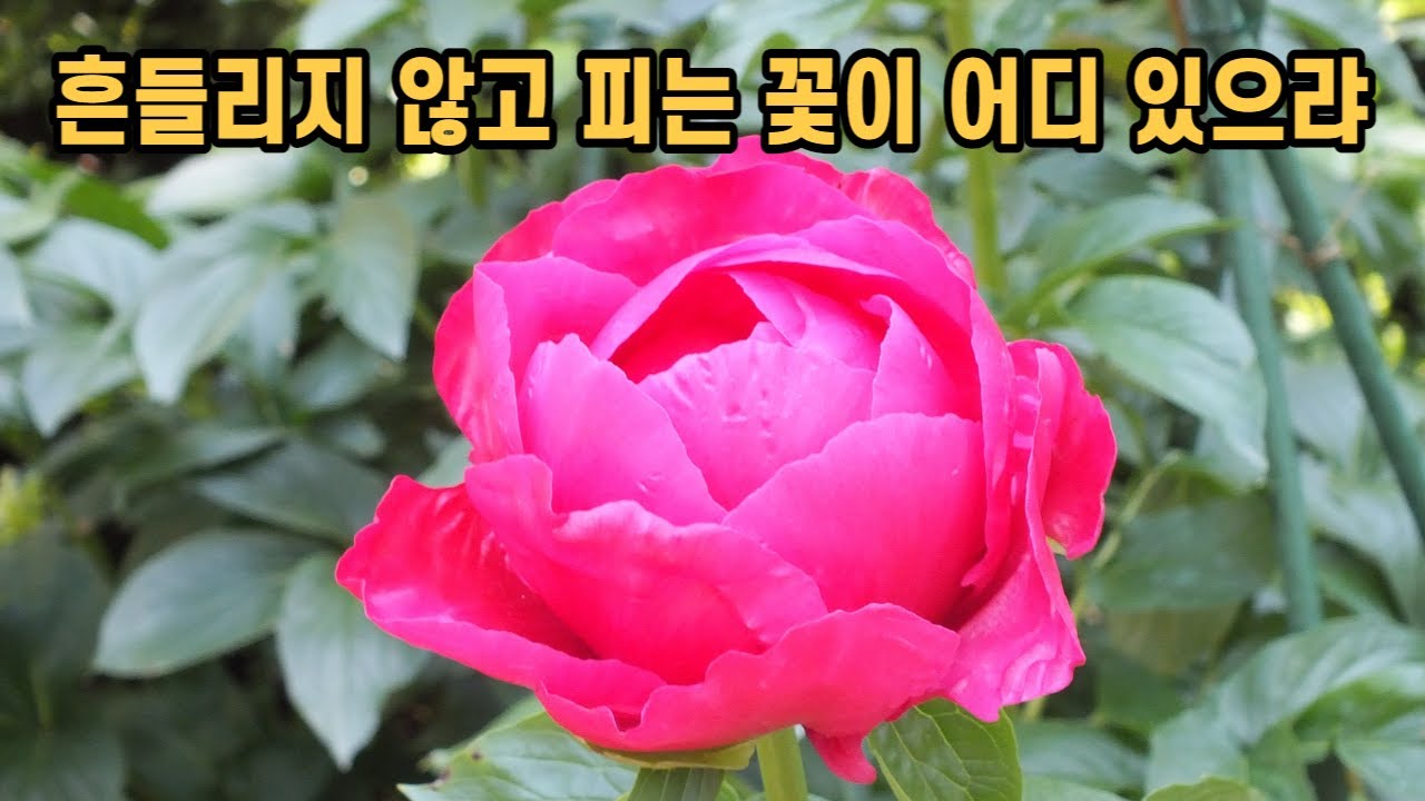 흔들리지 않고 피는 꽃이 어디 있으랴 - YouTube