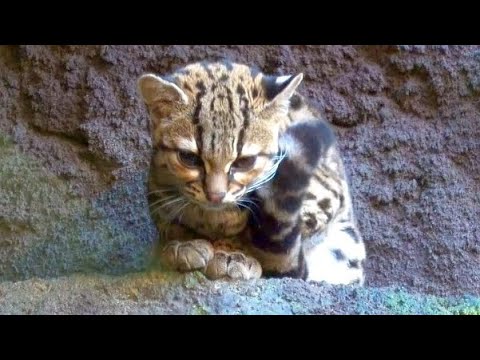 Video: Margay - Langschwanzkatze: Artbeschreibung