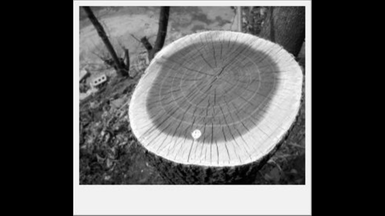 [Cover]Isato Nakagawa - tree circle