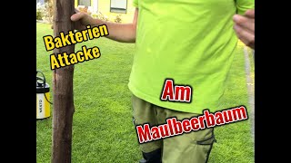 Risse an der Rinde am Maulbeerbaum