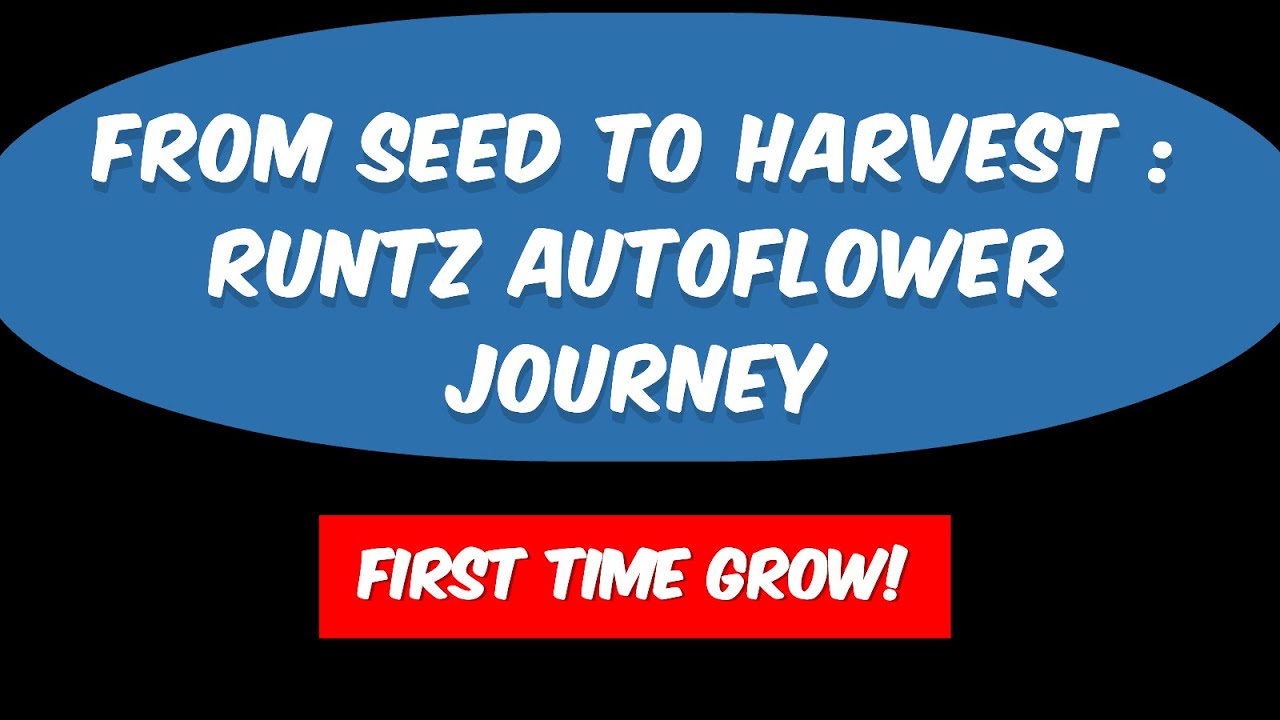From Seed to Harvest: Runtz Autoflower Journey Ep.1