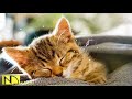 10 Hours Calming Sleep Music 💖 Stress Relief Music, Insomnia, Relaxing Sleep Music ♬ Cat Loves Baby