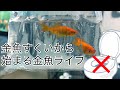 連れて来ちゃったお祭りの金魚、どうする!? 〜お祭りの金魚を飼おう(初夜編)〜
