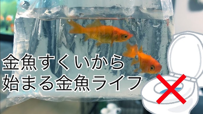 夜店で挑戦 金魚すくいのコツ Youtube 夜店で挑戦 金魚すくいのコツ Youtube