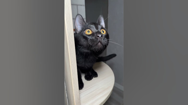 Это что черный Спрунки? #кот #видосыоткота #животные #funny #shorts #sprunki
