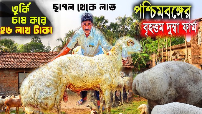 Mushukdagi sperma bilan uy qurilishi jinsiy aloqa