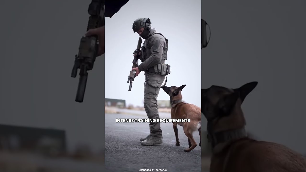 3 Reasons Why You Shouldn T Get A Belgian Malinois Pets Animals Facts Shorts Belgianmalinois