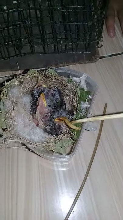 meloloh anakan prenjak bawah