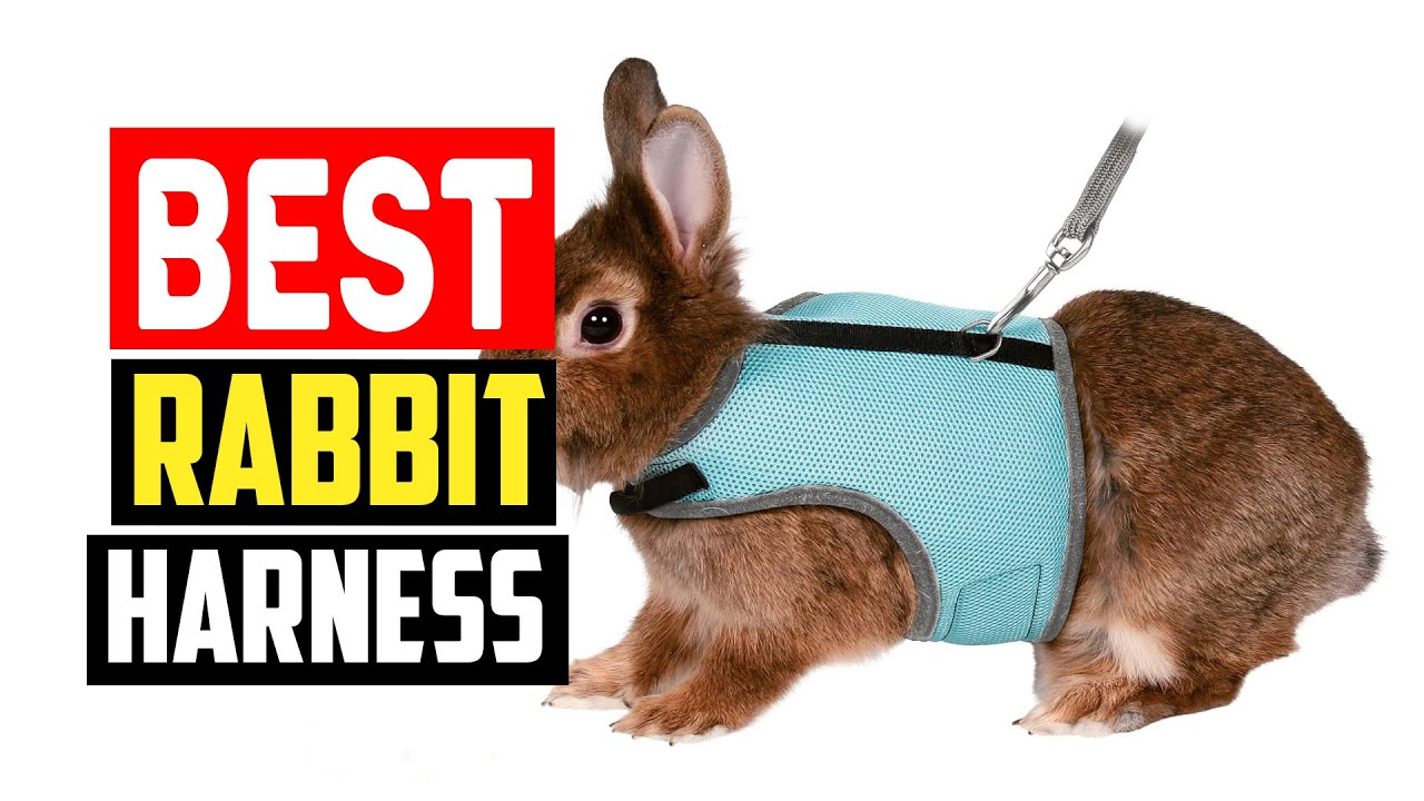 ✅Best Rabbit Harness in 2025
