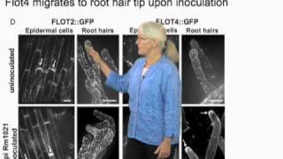 Sharon Long (Stanford) Part 3: Plant genes and cell response in nitrogen-fixing symbiosis