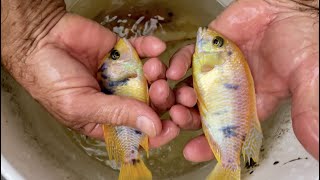 Breeder Selection - Gold OB Dolphin Peacock Cichlid - Tropical Fish Hatchery