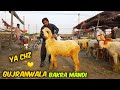 Top quality mundra chatra rate kaka mundra chatra lakha breed  bakra mandi gujranwala