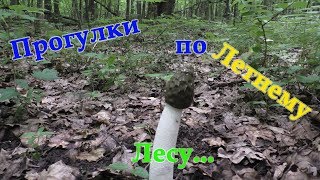 Прогулки по летнему лесу