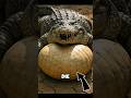 3 Animals That Burst After They Die #facts #animalfacts #wildlife #shorts