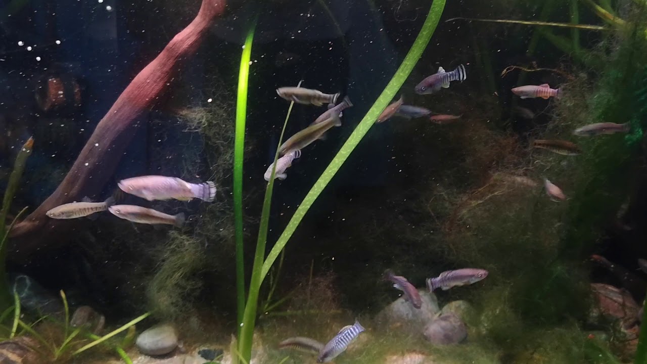 Aphanius kruppi "Jebel Akhdar, Oman"