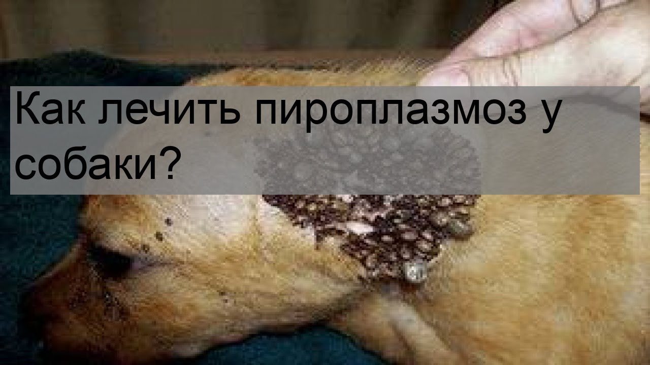 Как лечить пироплазмоз у собаки? - YouTube