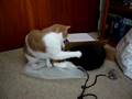 Murph & Billy new Box: Scottish Shorthair cats