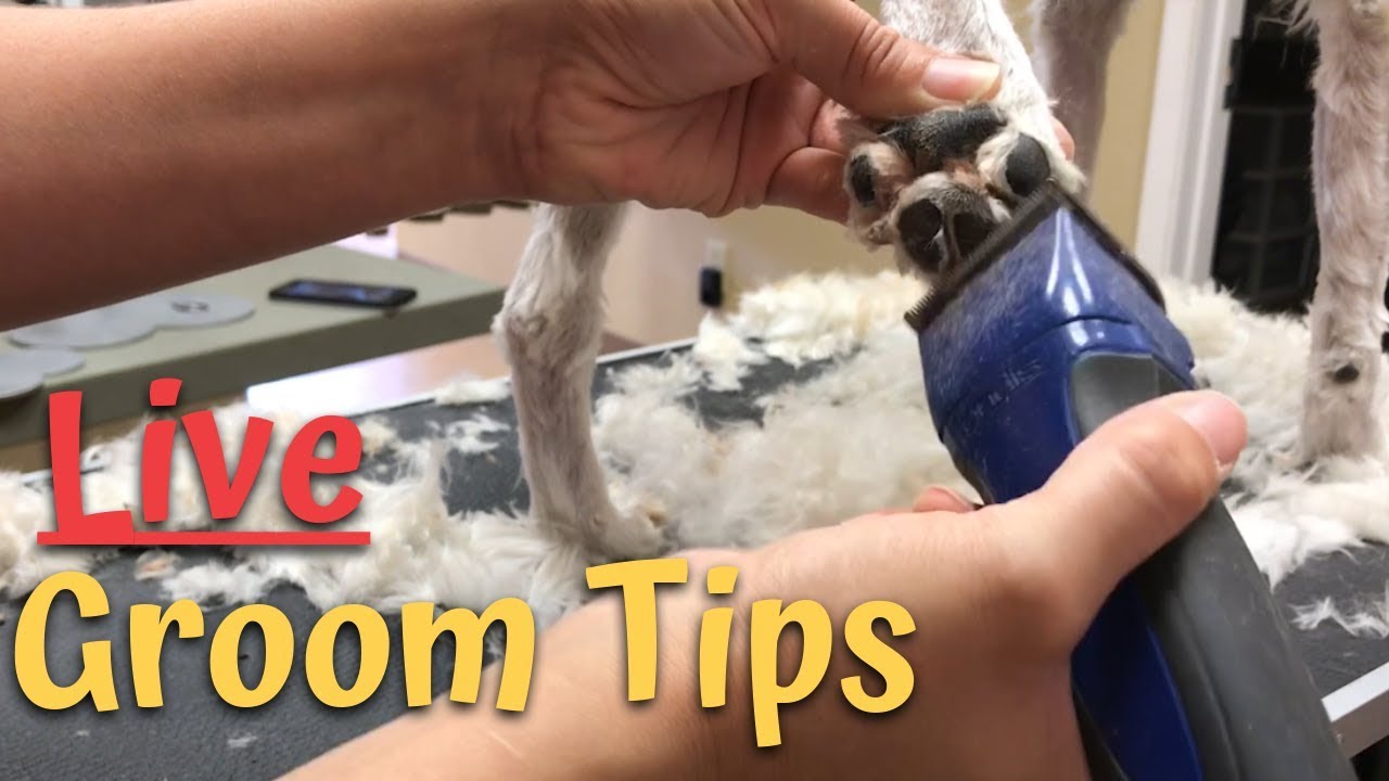 Live Watching a Dog Groomer in Texas 2019 YouTube