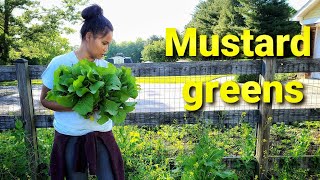 Khmer Garden In Maryland Harvesting Organic Mustard Greens. Asian Homegrown Vegetables Khmer Vlog
