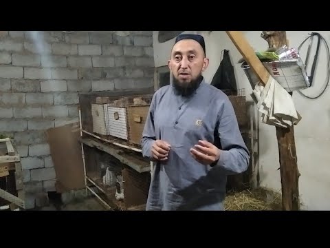 Video: Qog'ozdan Quyonni Qanday Qilish Kerak