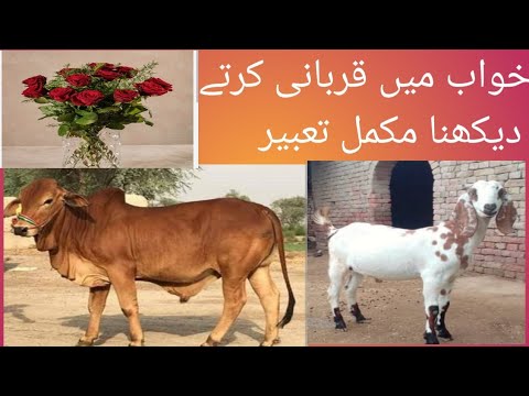 خواب میں قربانی کرنا کربانی کرتے ہوئے دیکھنا قربانی کا گوشت تقسیم کرنا مکمل تعبیر