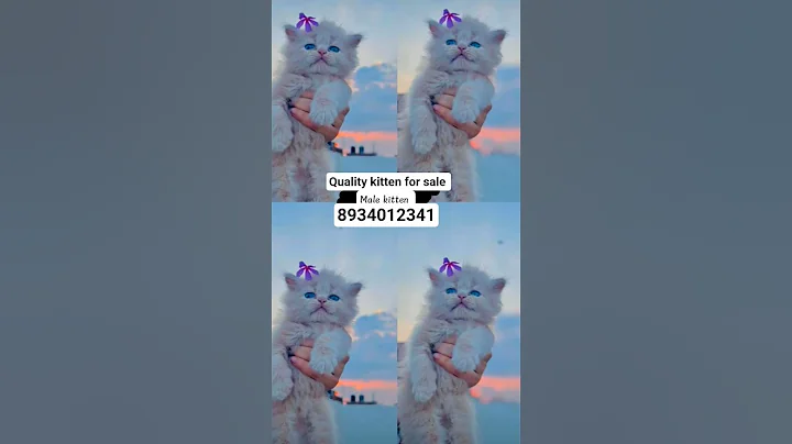 Video 11007131: persian siberian kitten, persian siberian cat, persian cat kitten pet, persian exotic cats kittens, persian cat food kitten, cat cartoon persian, quality kitten