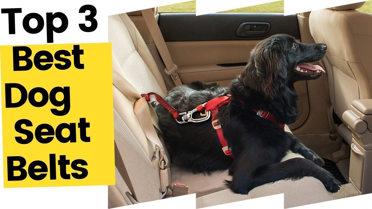 Best Dog Seat Belts For Cars YouTube