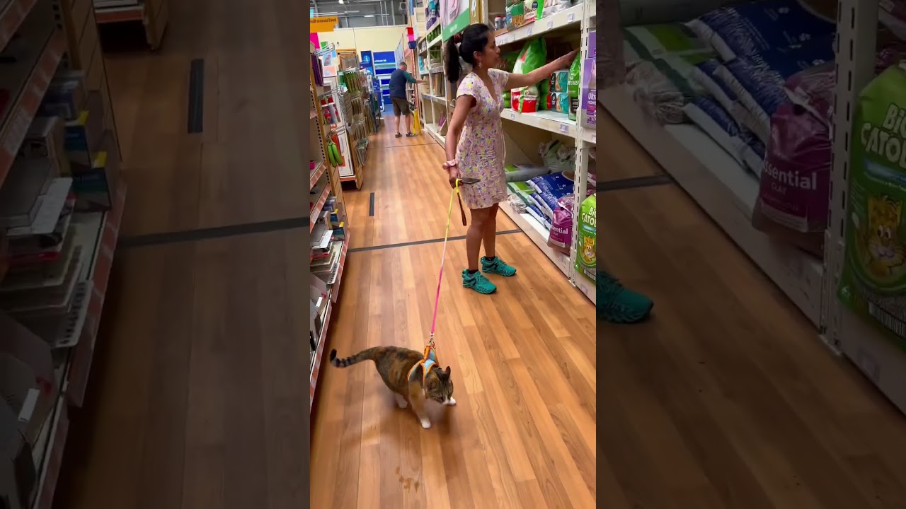 Shopping time with kitty cat in Pets at Home center 