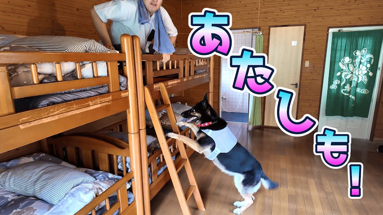 初めて２段ベッドを見た愛犬が、まさかの挑戦を始めましたw【ジャーマンシェパード】