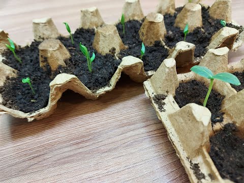 Видео: Выращивание семян в картонной упаковке для яиц – как использовать картонные коробки для семян