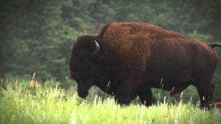 Custer State Park  Wildlife