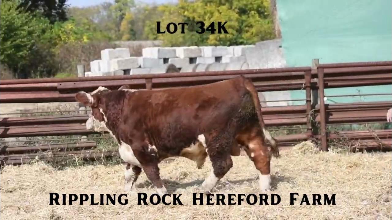 Lot 34K Combined Excellence Sale 2023 YouTube